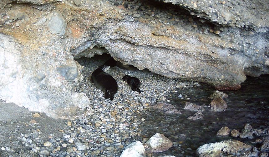 Akdeniz keşiş foku yaşam alanlarına insan baskısı