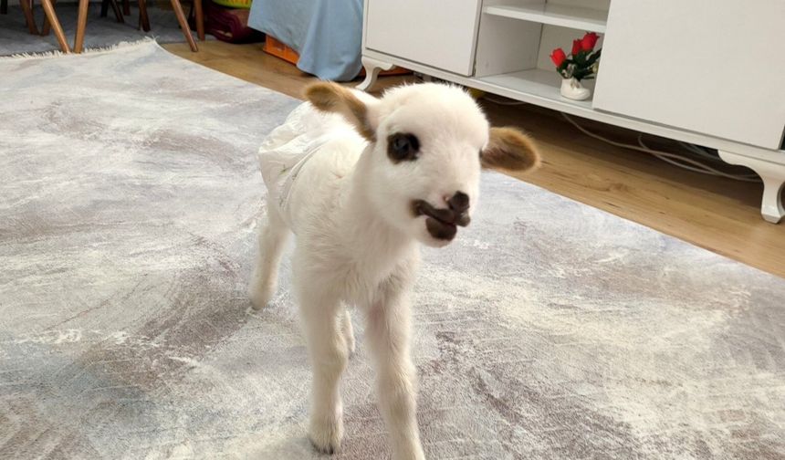 Muğla’da Yetim Kuzu Balım Sevgiyle Hayata Tutundu