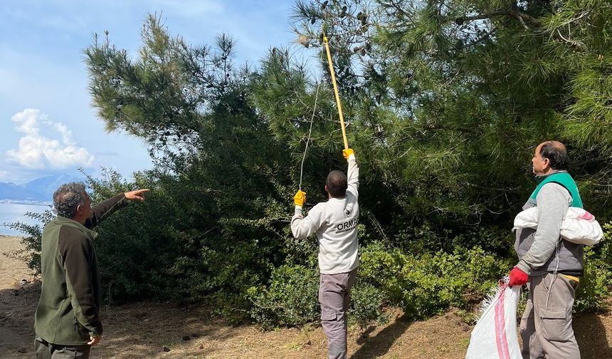 Marmaris Ormanlarında Çam Kese Böceğine Karşı Doğal Mücadele