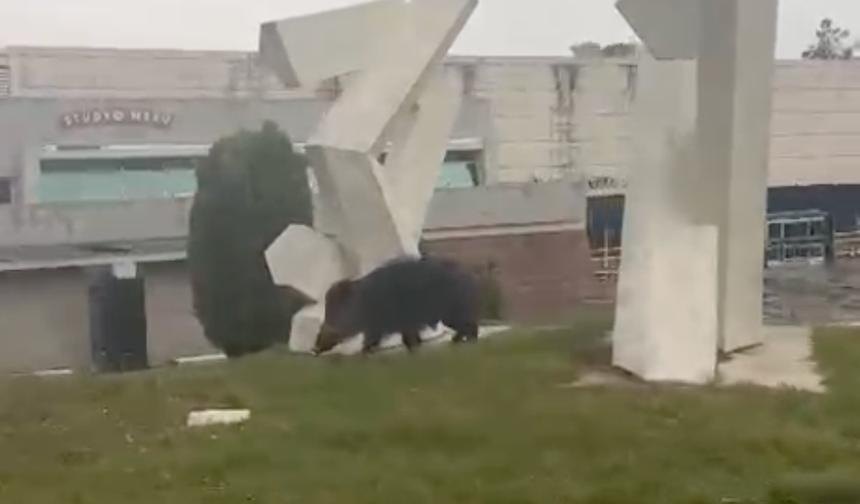 MSKÜ Yerleşkesinde Yaban Domuzu Görüldü