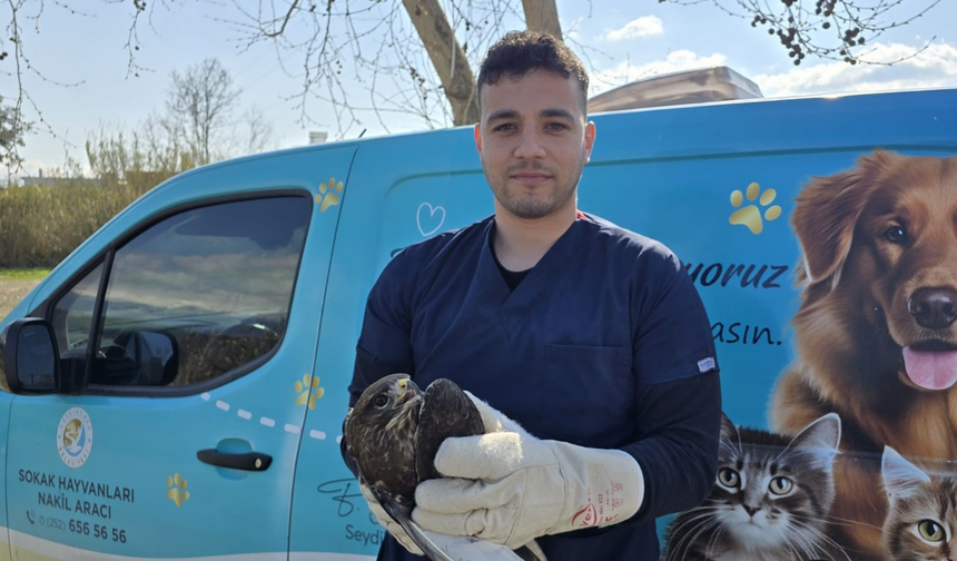 Seydikemer’de yaralı şahin tedavi altına alındı