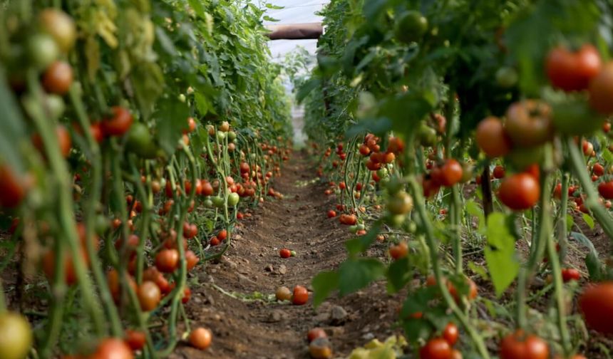 Muğla'da en çok yağış alan ilçe hangisi? İşte şehrin yağmur haritası