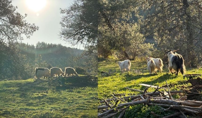 Kuraklık ve Plastik Kirliliği Gıda Güvenliğini Tehdit Ediyor