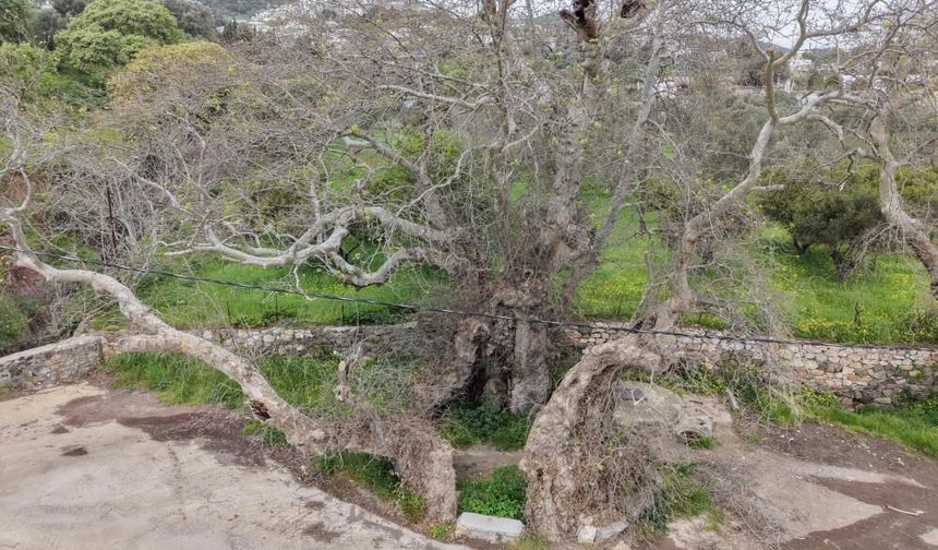Bodrum’da 2 Bin Yıllık Dev Çınar Bulundu