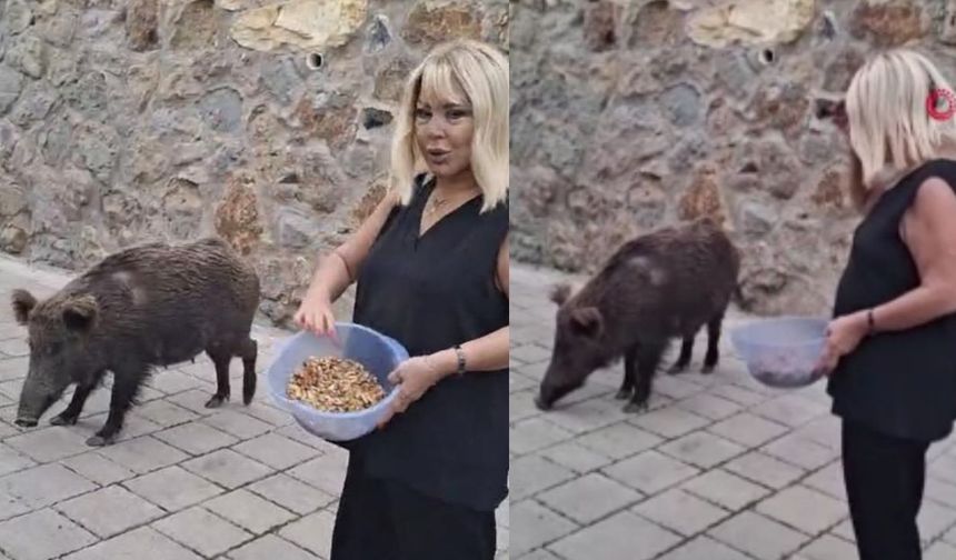 Safiye Soyman kapısına gelen domuzu besledi, sonra panikledi
