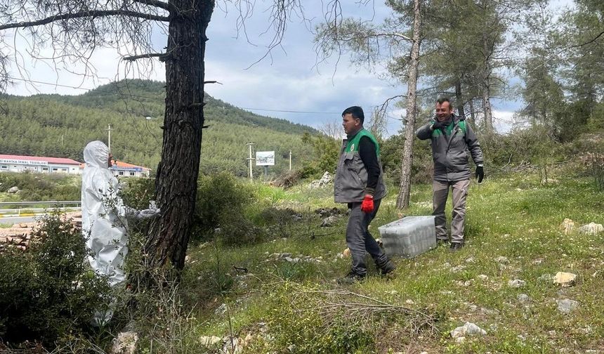Çamkese böceği ile mücadele devam ediyor