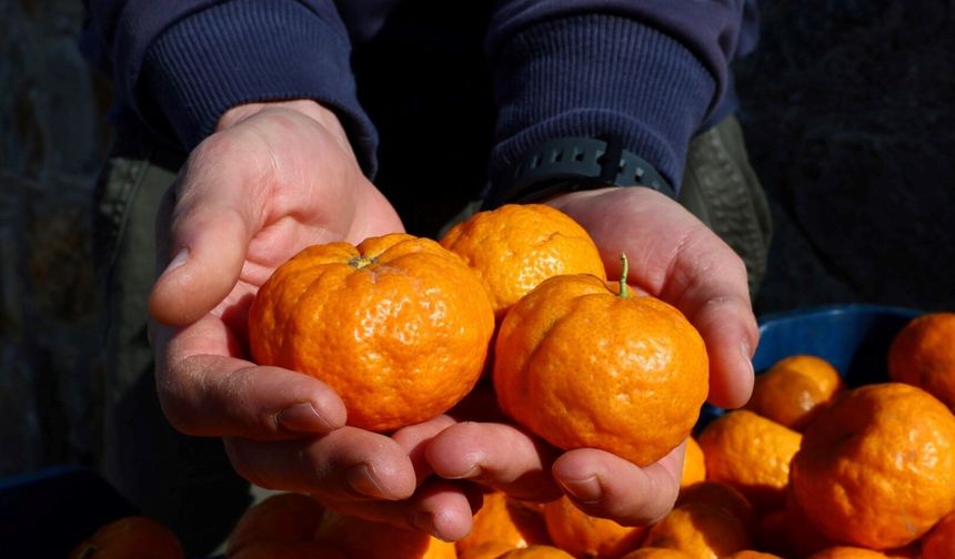 Bodrum Mandalini Üreticisine 5 Milyon Liralık Destek