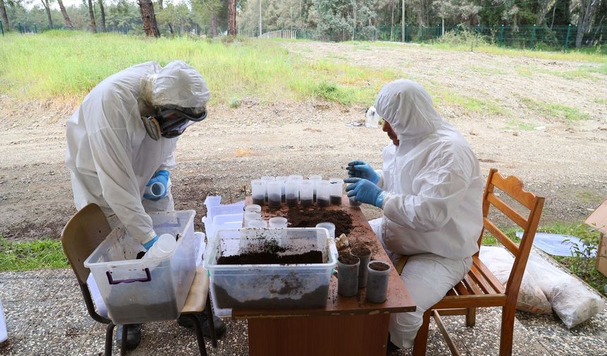 Muğla’da “terminatör böcek” ile zararlıya savaş
