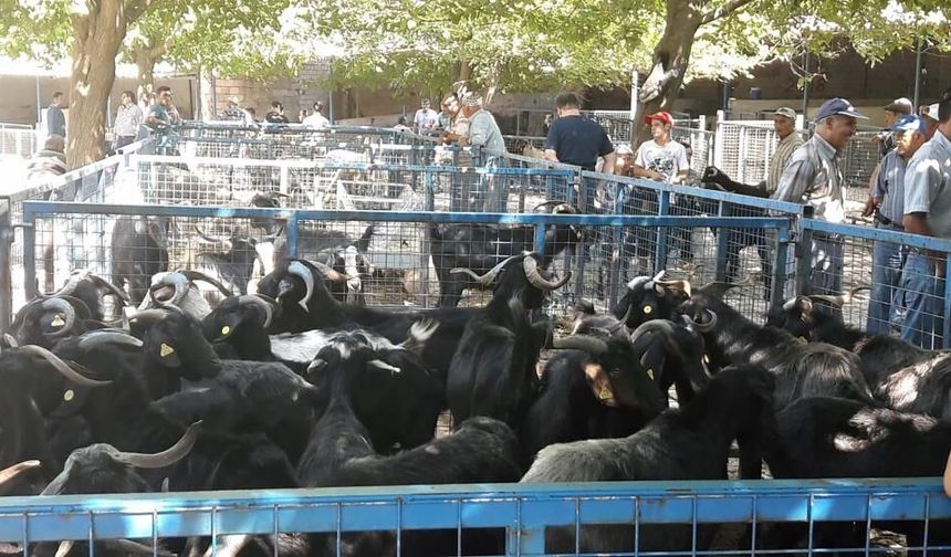 Muğla’da şap kontrol altına alındı, pazar açılıyor