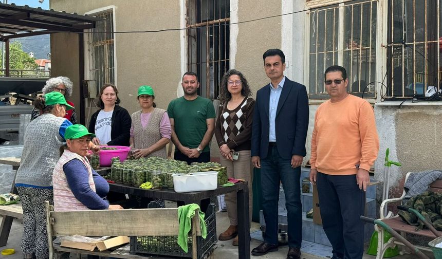 Datça’da Çağla Hasadı Bitti, Turşu Üretimi Başladı