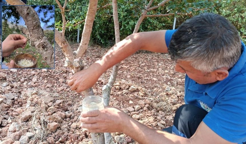 Fethiye’de Sakız Ağacı Hamlesi: Üreticiye Yeni Gelir Kapısı