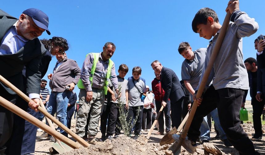 Milas’ta eski maden sahasına 4 bin zeytin fidanı dikildi