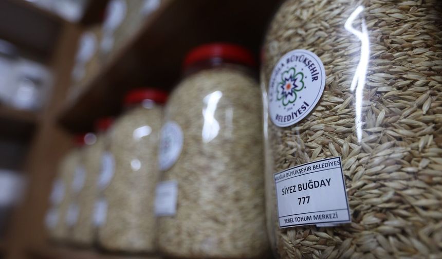 Ata Tohumları Muğla’dan Türkiye’ye Yayılıyor