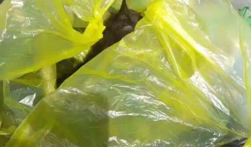 Bodrum'da ağzı bağlanmış poşette 3 yavru kedi bulundu