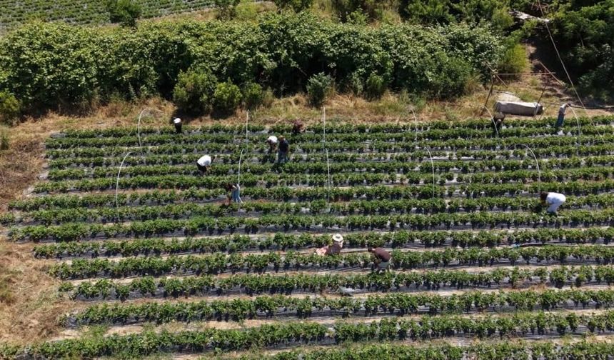 Muğla'da emeklilik hayali çilek bahçesinde gerçeğe dönüştü