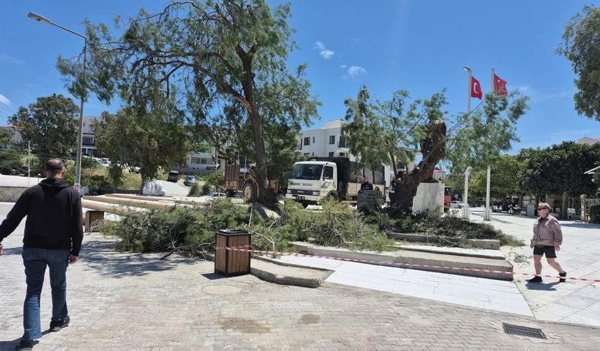 Datça’da Kuvvetli Rüzgar Paniği: Ağaç Dalları Meydana Düştü