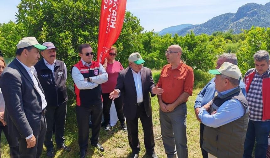 Muğla’da Turunçgil Üretiminde Doğal Mücadele Dönemi
