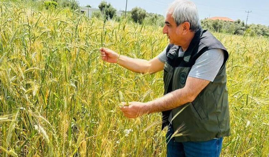 Menteşe’de Hububat Tarlaları Yakın Takipte