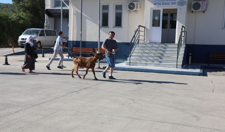 Muğla’da Kurban Bayramı hazırlıkları tamamlandı