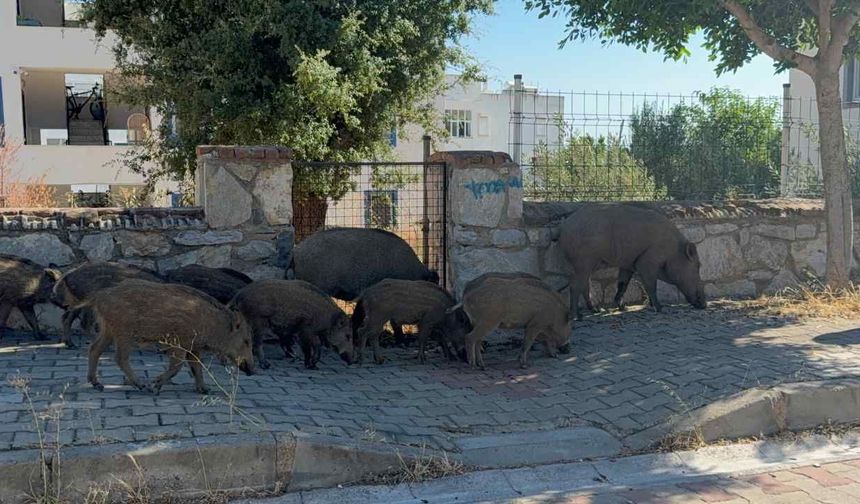 Bodrum’da 30 domuz mahalle aralarında görüntülendi