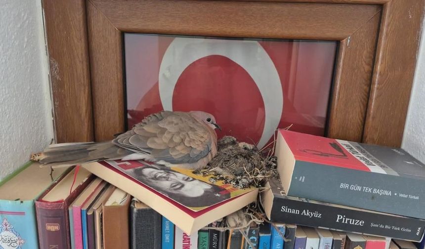 Datça’da Kumrular Ev Salonuna Yuva Yaptı