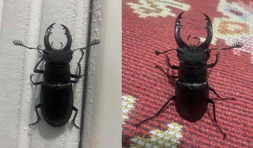 Menteşe’de balkonda şaşırtan misafir: Koruma altındaki geyik böceği görüntülendi