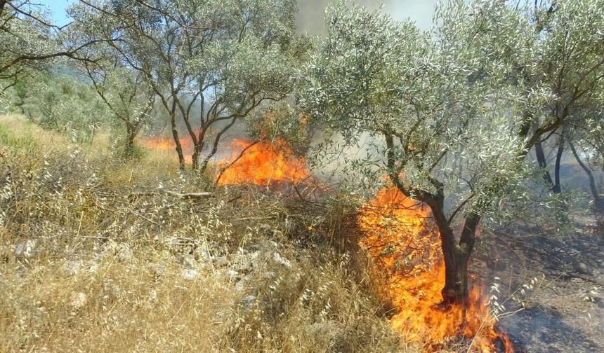 Menteşe’de Zeytinlik Alanda Yangın