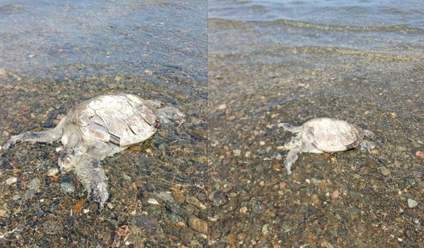 Ula Sahilinde Telef Olmuş Caretta Bulundu