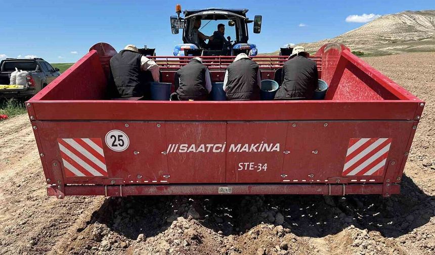 Milli tohumlar toprakla buluştu, sertifikalı üretim başlıyor