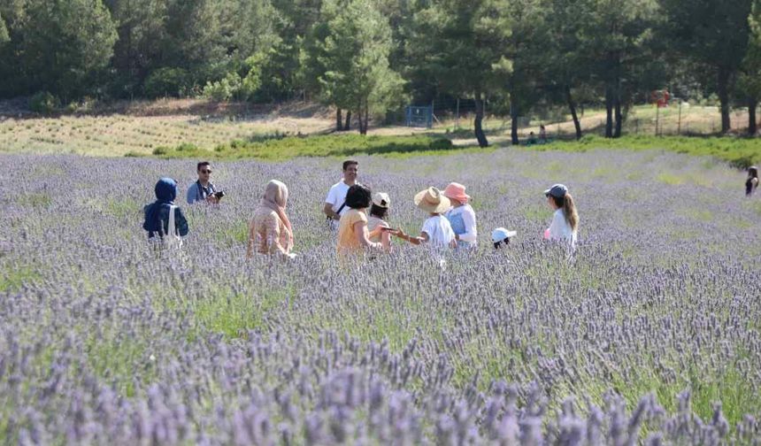 Muğla Koku Vadisi'nde Lavanta Hasadı Başlıyor