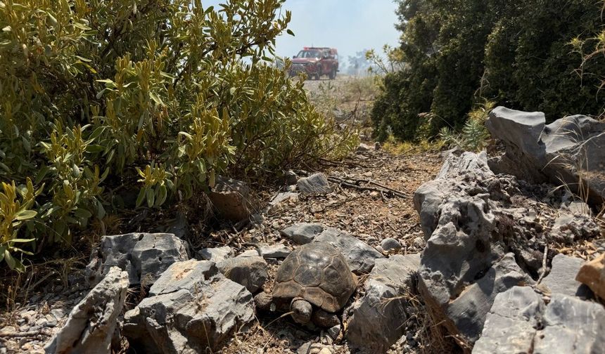 Menteşe’de alevlerden kaçan kaplumbağa taşların arasına sığındı