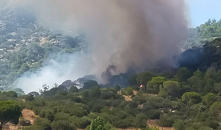 Kavaklıdere'de orman yangını