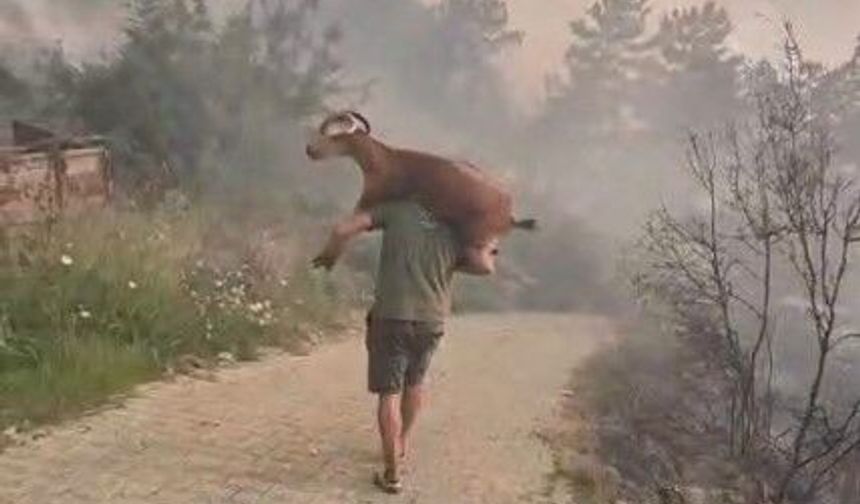Muğla'da Keçisini Omzuna Alıp Alevlerden Kurtardı