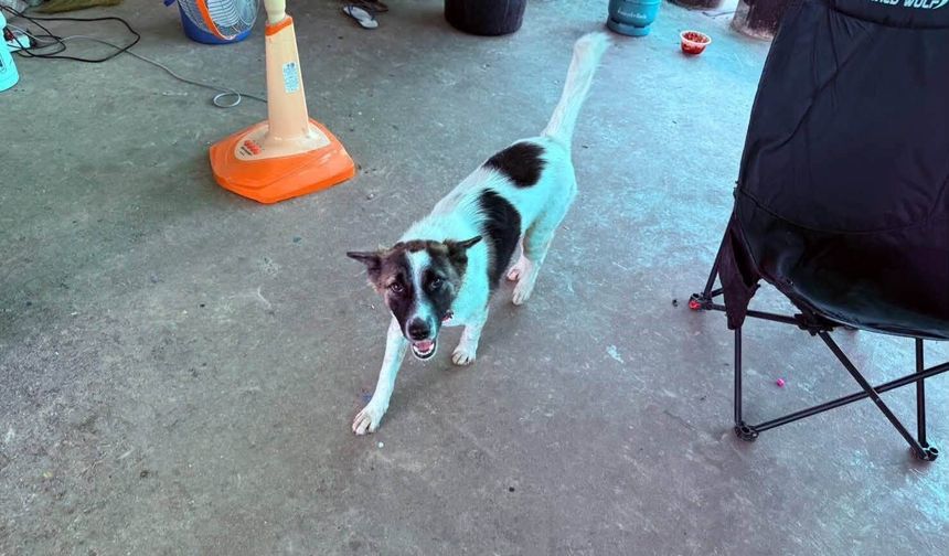 Evcil Köpek Dışarıdan Bulduğu El Bombasını Eve Taşıdı