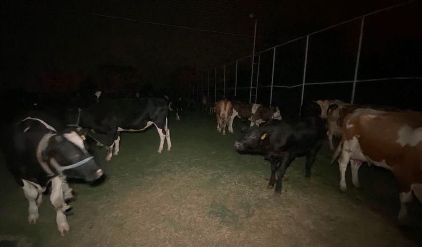 Yangında Hayvanlara Halı Sahada Güvenli Alan