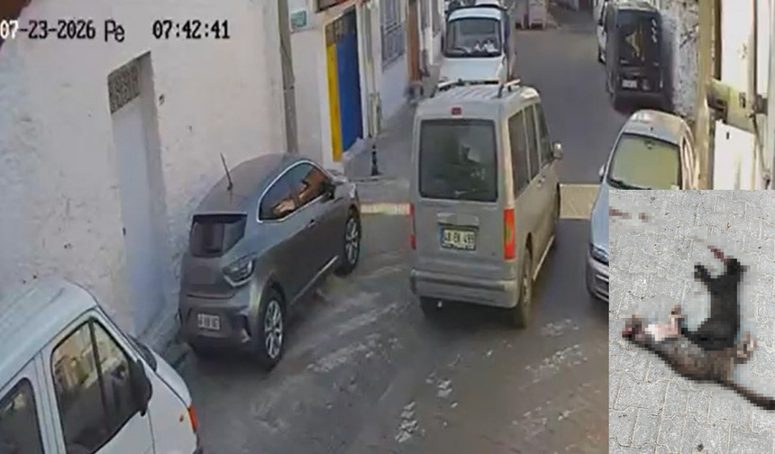 Muğla'da yürek burkan olay! İki sokak kedisini ezip kaçtı