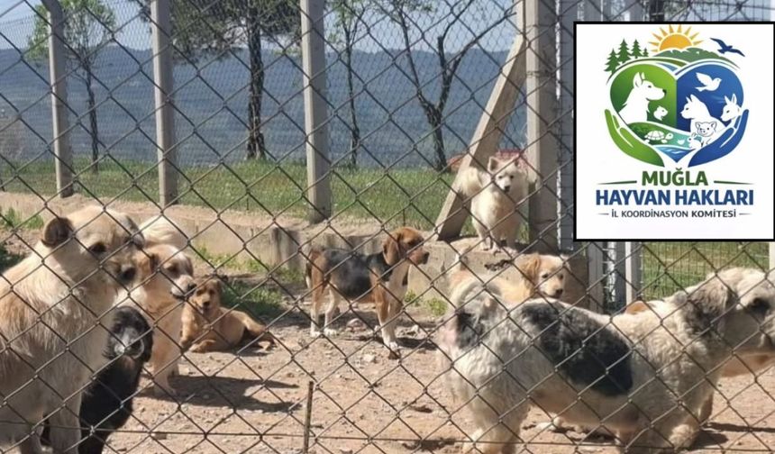 Muğla’daki Hayvan Bakımeviyle İlgili Ağır İddialar