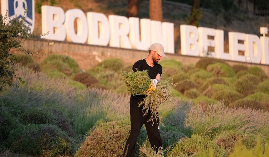 Bodrum’da gençler güne lavanta hasadıyla başlıyor