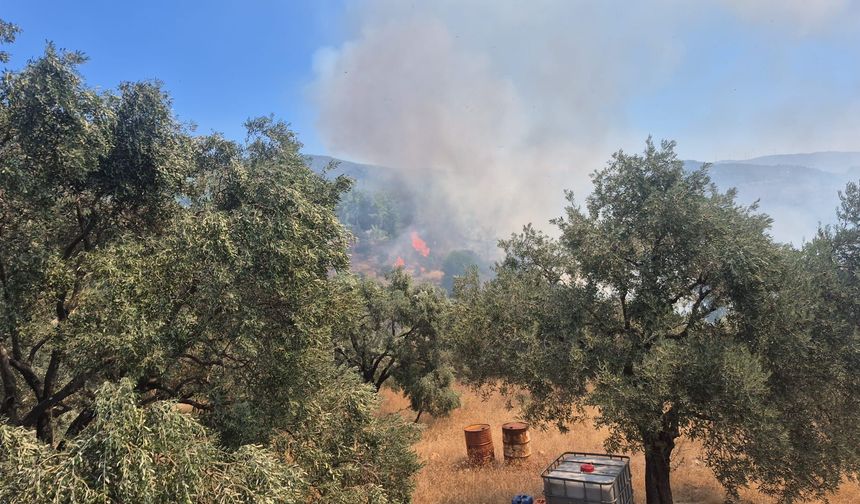 Milas’ta Zeytinlik Alanda Yangın Çıktı