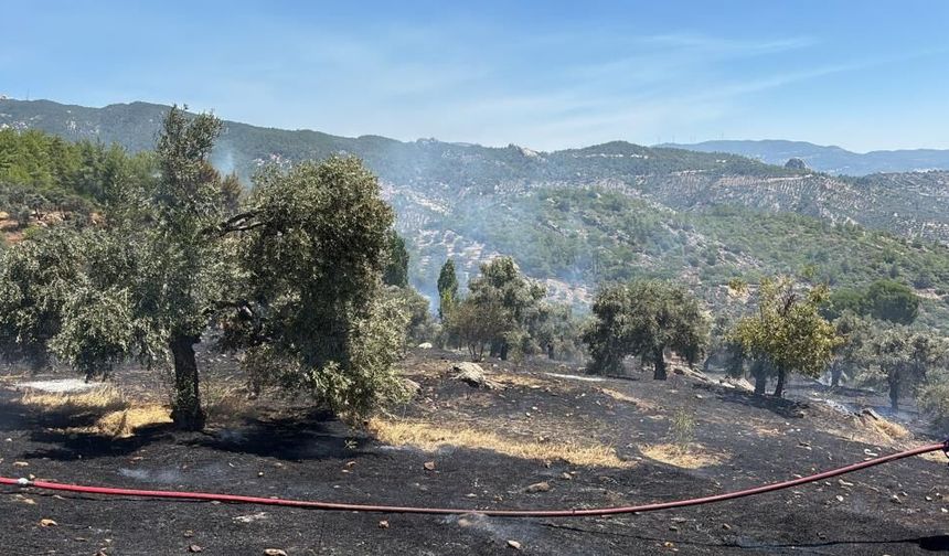 Milas’taki Ziraat Yangını Büyümeden Söndürüldü