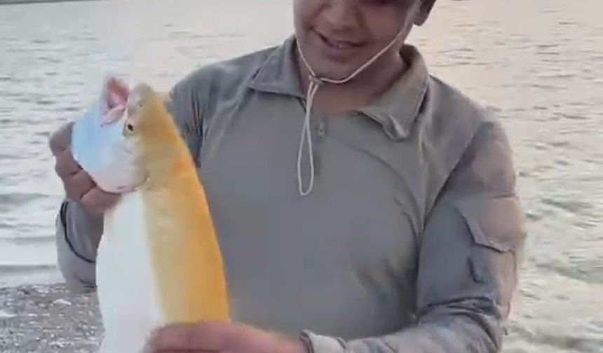 Oltaya Takılan Sarı Albino Alabalık Şaşkına Çevirdi