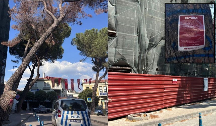 Menteşe’de Riskli Ağaçlar İçin Kesim Başladı