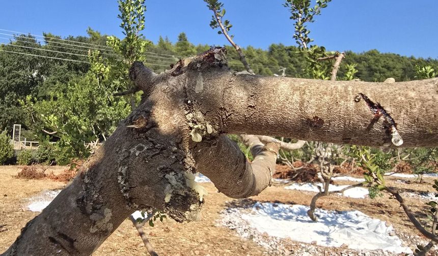 11 yıllık emek karşılık buldu: Muğla’da ilk sakız hasadı