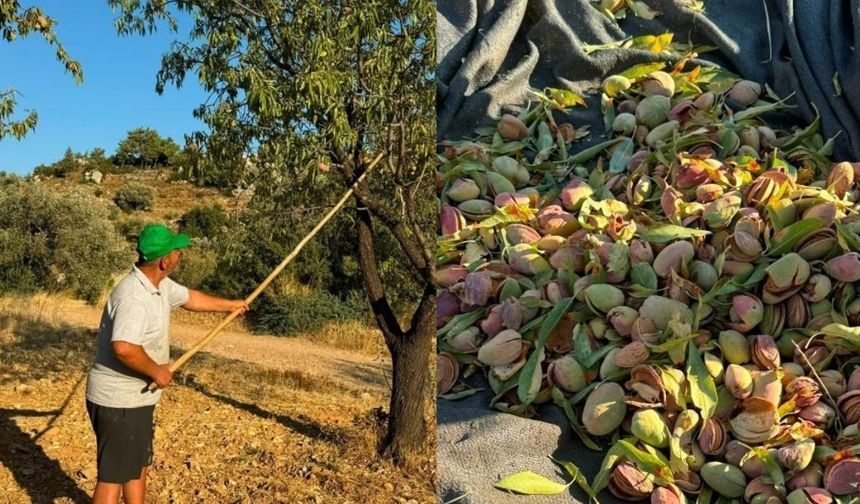 Datça’da Badem Hasadı Başladı: Nurlunun Kilosu 2 Bin TL