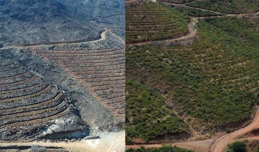 Muğla’da büyük yangınların 5. yılında yanan alanlar yeşil örtüsüne kavuştu