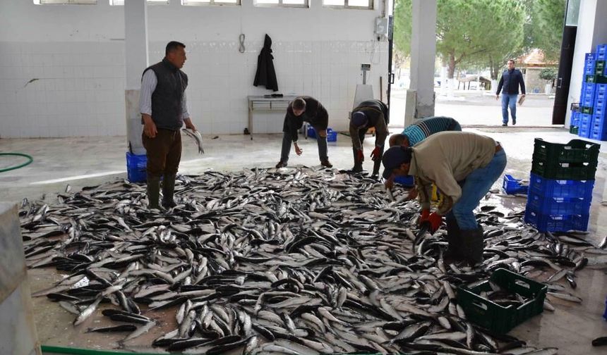 Muğla’nın ihracatında su ürünleri, zeytin ve madencilik öne çıkıyor