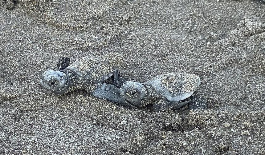 Kumsalda başlayan umut yolculuğu denizde tamamlandı