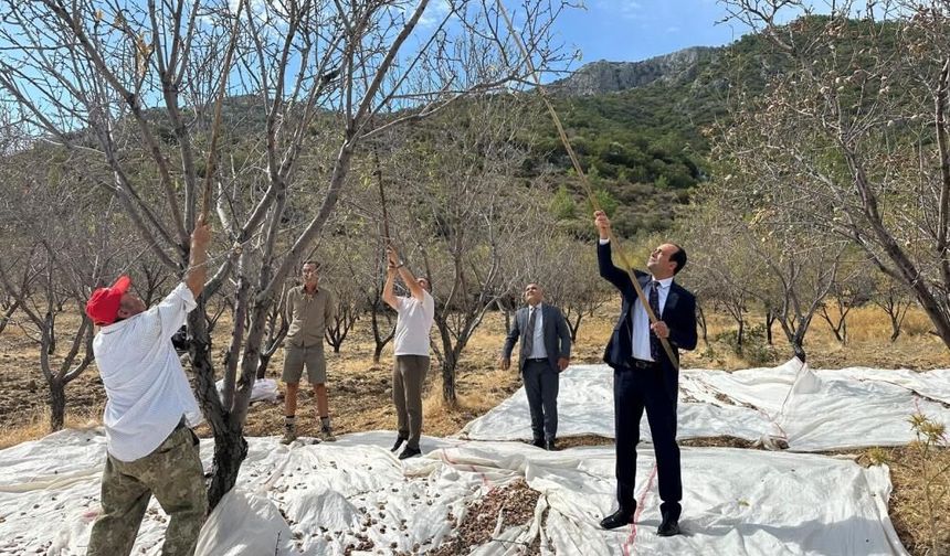 Datça’da badem hasadı sürüyor: 3 bin ton ürün bekleniyor