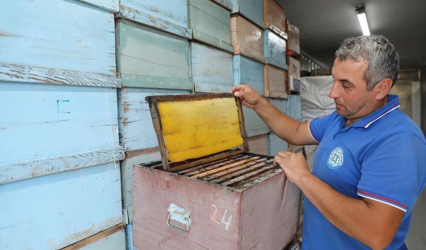 Muğla’da 236 bin 710 petek güveden korundu