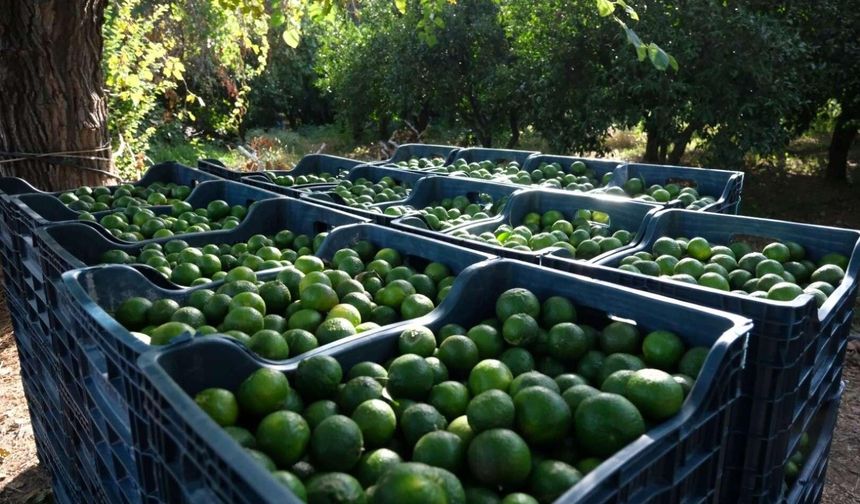 Yeşil Bodrum Mandalini üreticisine ekim ayı müjdesi